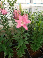 [5378 Maurena VZ No02.JPG]